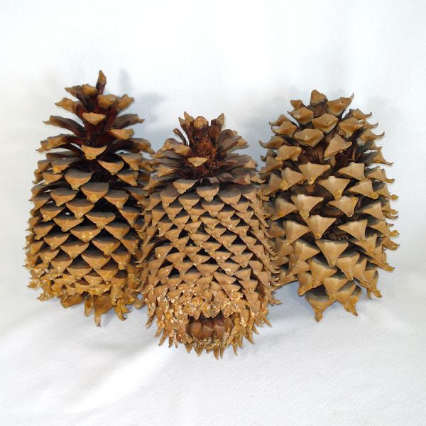 Large Willow Basket With Giant Pinecones, Pods #3